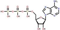 chemical structure of adenosine