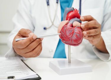 Doctor holding and pointing at a detailed anatomical model of the human heart with a pen, explaining heart structure during a medical consultation.
